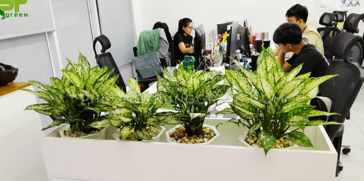 Cây Ngọc Ngân trang trí nơi làm việc với tán lá sáng màu giúp góc văn phòng bớt khô cứng