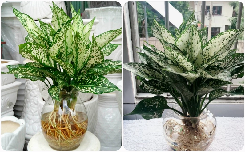 Cây Ngọc Ngân trồng thủy sinh trong bình nước trong với rễ khỏe và lá xanh trắng