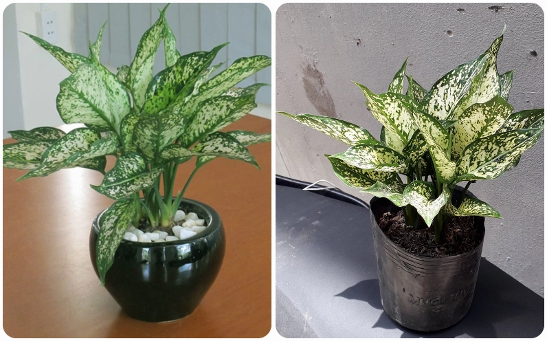 Cây Ngọc Ngân trồng trong đất tơi xốp giúp rễ khỏe và lá xanh trắng tươi lâu