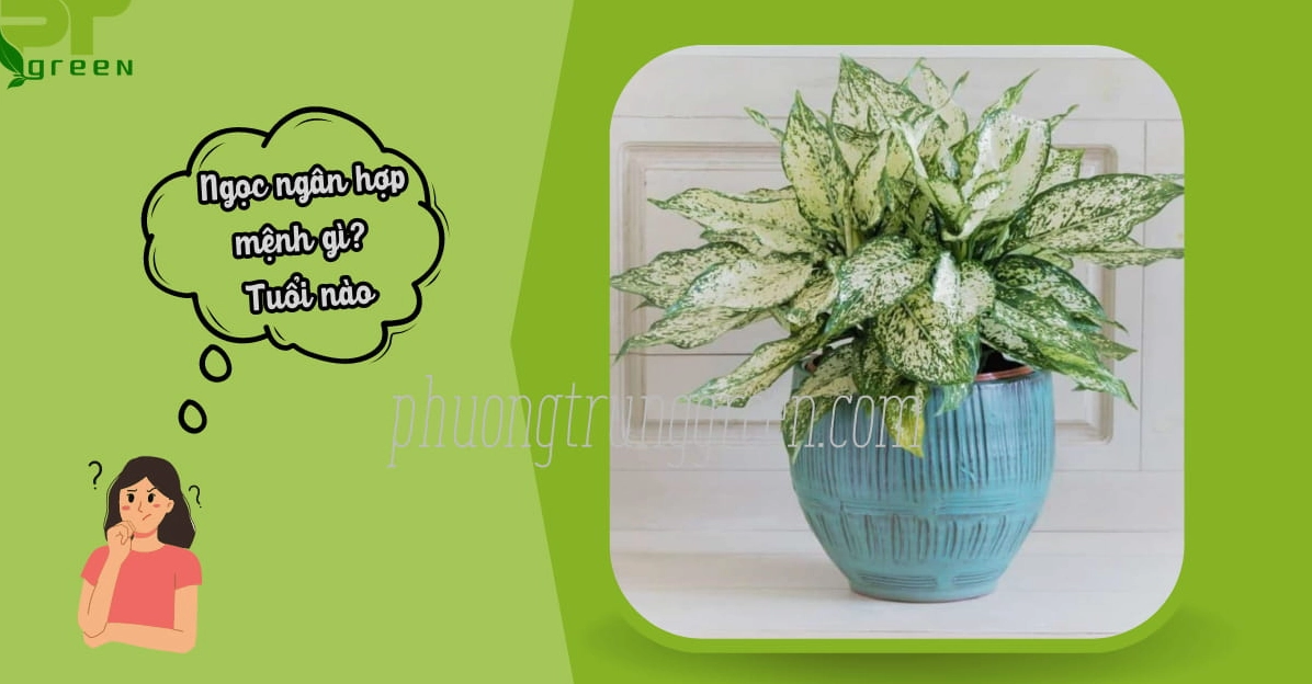 Cây Ngọc Ngân với sắc trắng xanh hài hòa thường được quan tâm về yếu tố hợp mệnh và hợp tuổi