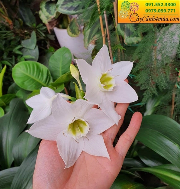 Cây ngọc trâm với sắc lá và dáng bụi mềm tạo cảm hứng phối cảnh cùng Cây Hồng Phúc