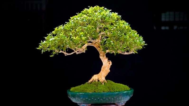 Cây Nguyệt Quế bonsai có dáng đẹp, thân uốn mềm và tán lá gọn gàng đặt trong chậu cảnh trang nhã