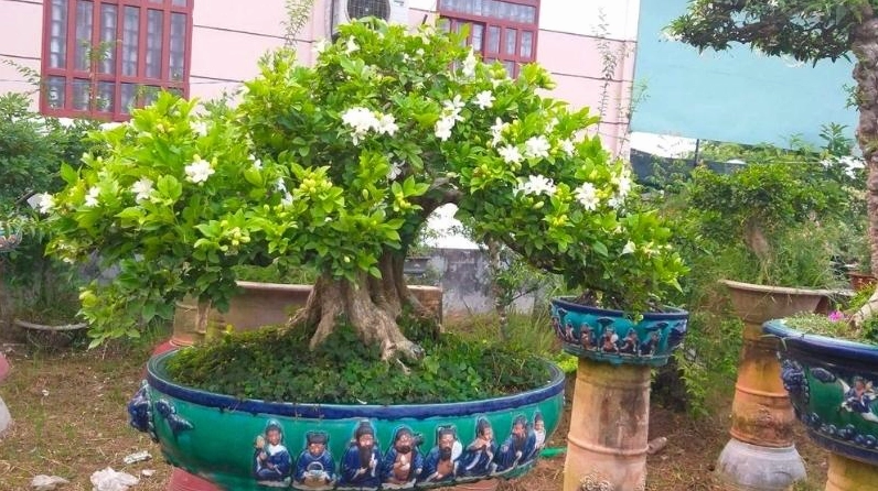 Cây Nguyệt Quế bonsai với thân cành hài hòa, tạo cảm giác cổ kính và tinh tế trong nghệ thuật sân vườn