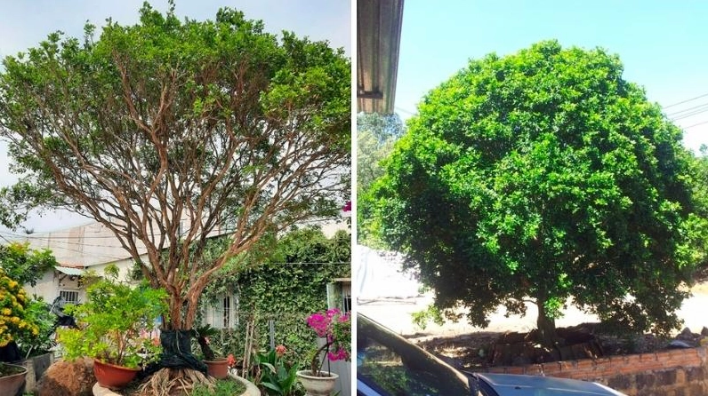Cây Nguyệt Quế cổ thụ với thân lớn, vỏ sần và tán rộng, gợi vẻ đẹp của thời gian và sức sống bền bỉ