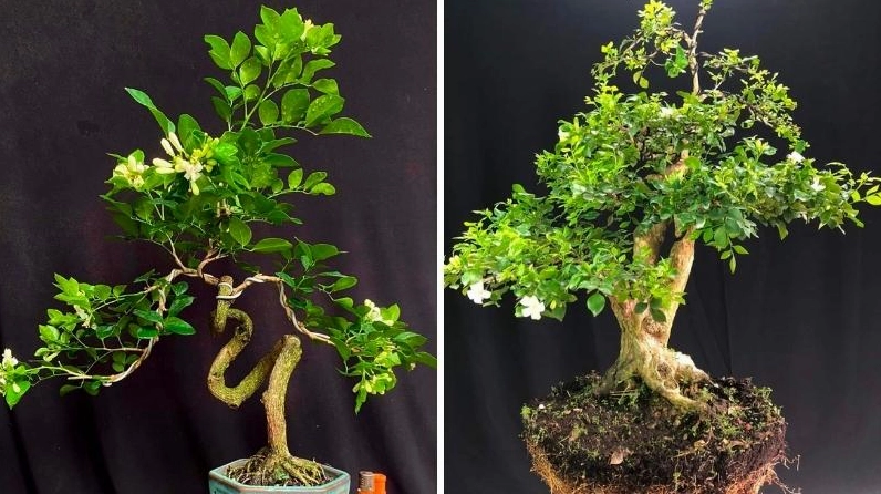 Cây Nguyệt Quế được uốn với hình dáng độc lạ, thân cong mềm và bố cục tán cân đối đầy tính nghệ thuật