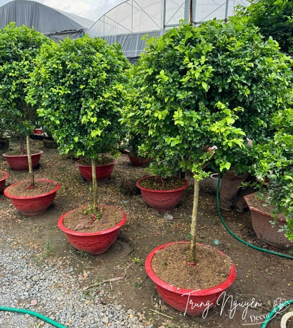 Cây nguyệt quế hoa trắng thơm với tán xanh gọn gàng, tạo cảm giác thanh sạch và sang trọng cho sân vườn