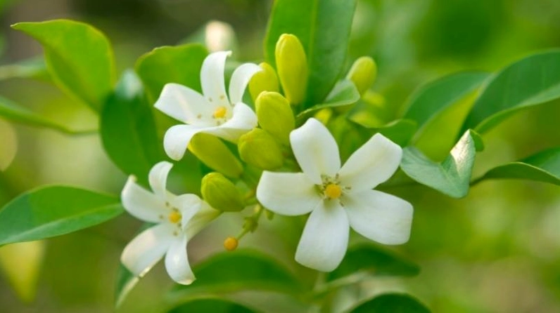 Cây Nguyệt Quế nở hoa màu trắng nhỏ xinh, nổi bật giữa tán lá xanh đậm trong ánh sáng dịu nhẹ