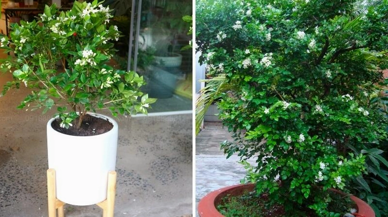 Cây Nguyệt Quế trồng trong chậu làm cây cảnh với tán lá đều, xanh mướt, phù hợp đặt ở sân hiên hoặc ban công