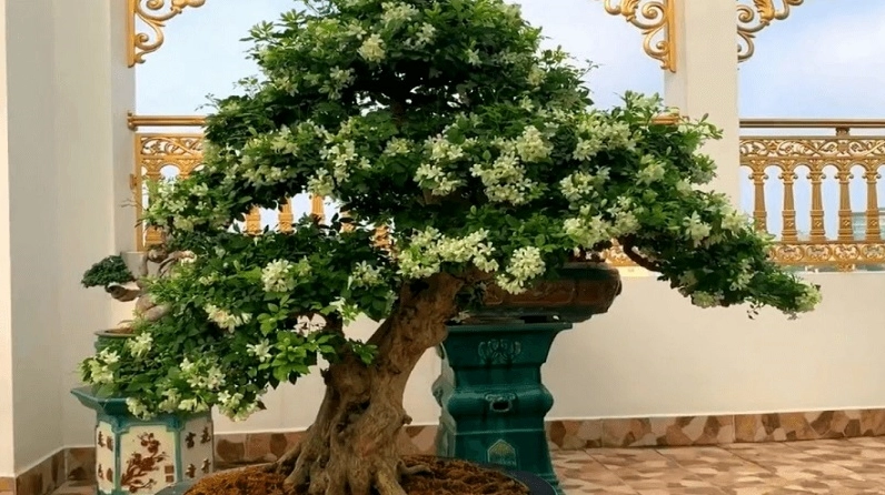 Cây Nguyệt Quế xuất hiện trong không gian sân vườn như biểu tượng phong thủy của sự may mắn và thanh sạch