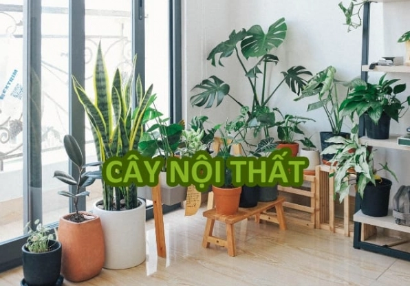 Cây nội thất xanh tươi trong không gian sống gợi ý phối hợp với sân cỏ ngoài vườn