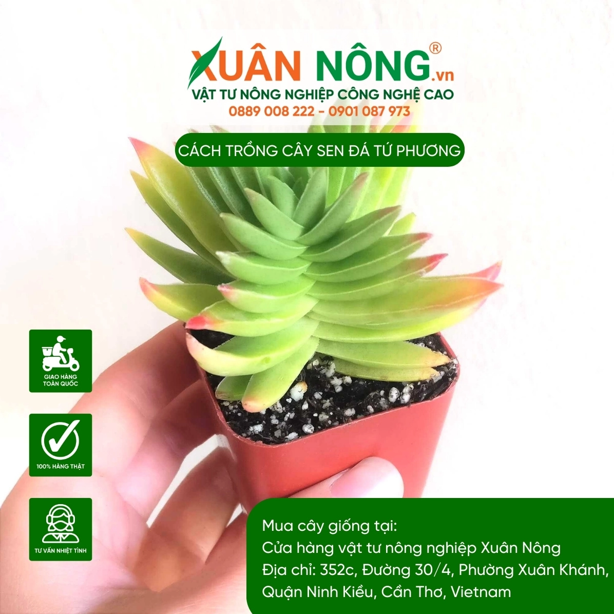 Cây non Sen Đá Tứ Phương được chăm sóc trong giai đoạn nhân giống