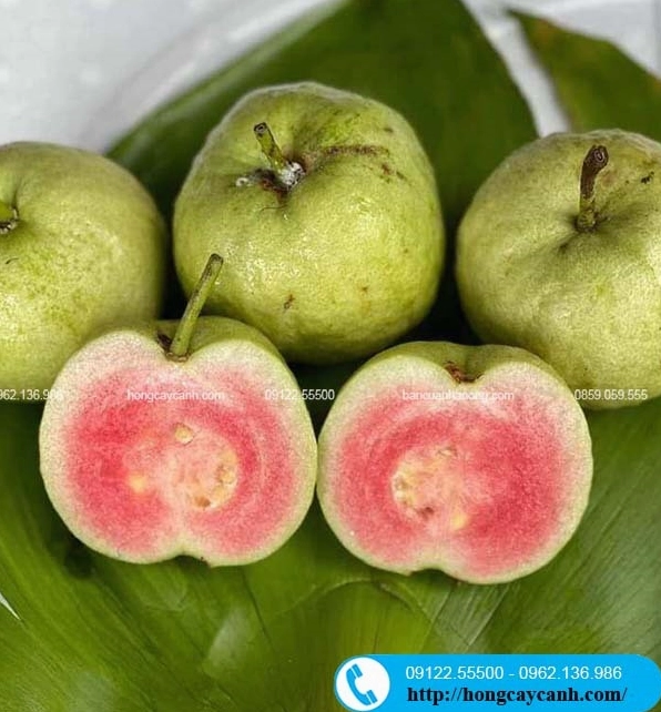 Cây Ổi Ruby Ruột Đỏ có tán lá tươi tốt và dáng cây khỏe, làm nổi bật vẻ đẹp của khu vườn trái cây đa dạng