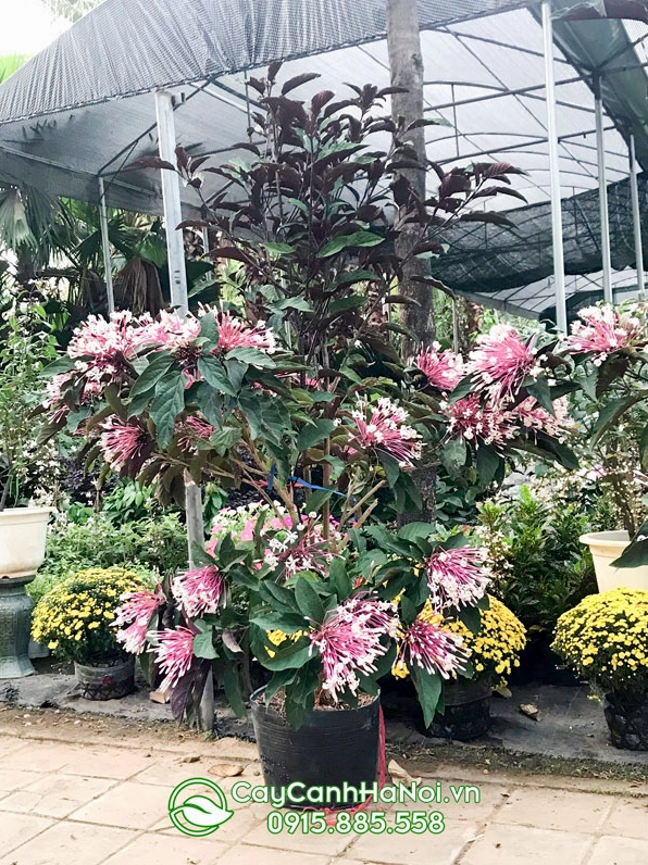 Cây Pháo Hoa trưng Tết nổi bật với sắc hoa tươi sáng mang không khí vui vẻ đầu năm