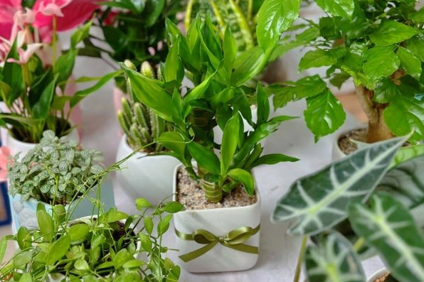 Cây phát lộc phong thủy xanh mướt đặt trong chậu gọn gàng mang vẻ đẹp sáng sủa và cân đối