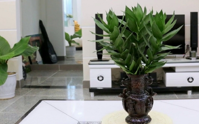Cây phát tài búp sen chưng trong phòng khách tạo điểm nhấn xanh tươi cho không gian sinh hoạt