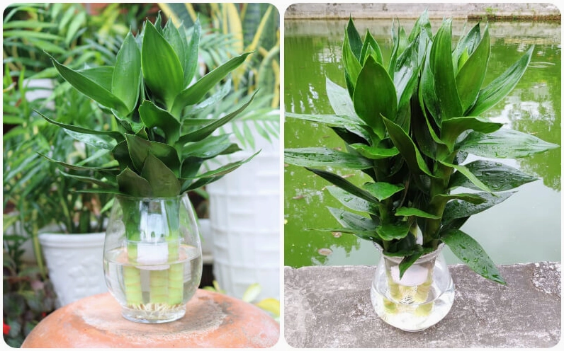 Cây phát tài búp sen được đưa ra đón nắng nhẹ buổi sáng giúp lá giữ màu xanh đẹp