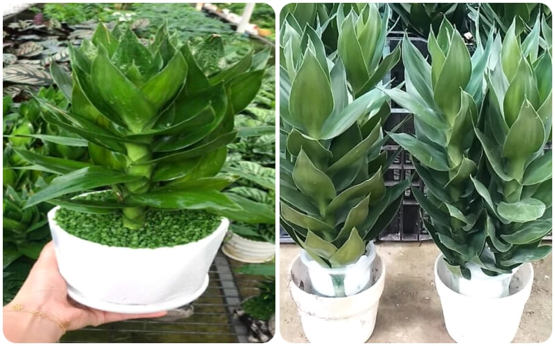 Cây phát tài búp sen sinh trưởng mạnh với thân vươn cao và sắc lá xanh sáng nổi bật