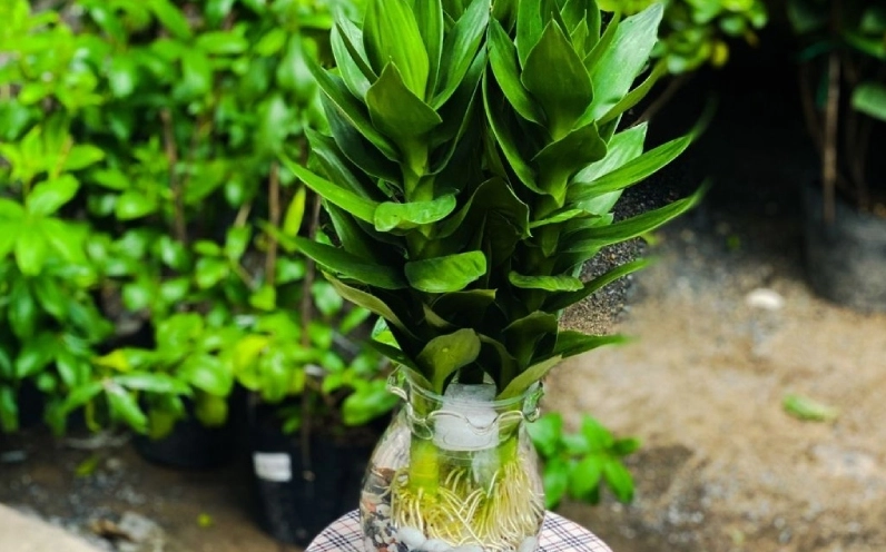 Cây phát tài búp sen thủy sinh với bộ rễ trắng nổi trong bình nước trong veo