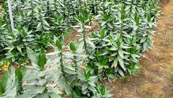 Cây phát tài búp sen trồng đất với lá xanh bóng và dáng đứng chắc khỏe trong chậu cảnh