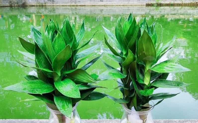 Cây phát tài búp sen trong khung hình sáng sủa thể hiện nhiều tầng ý nghĩa tốt lành