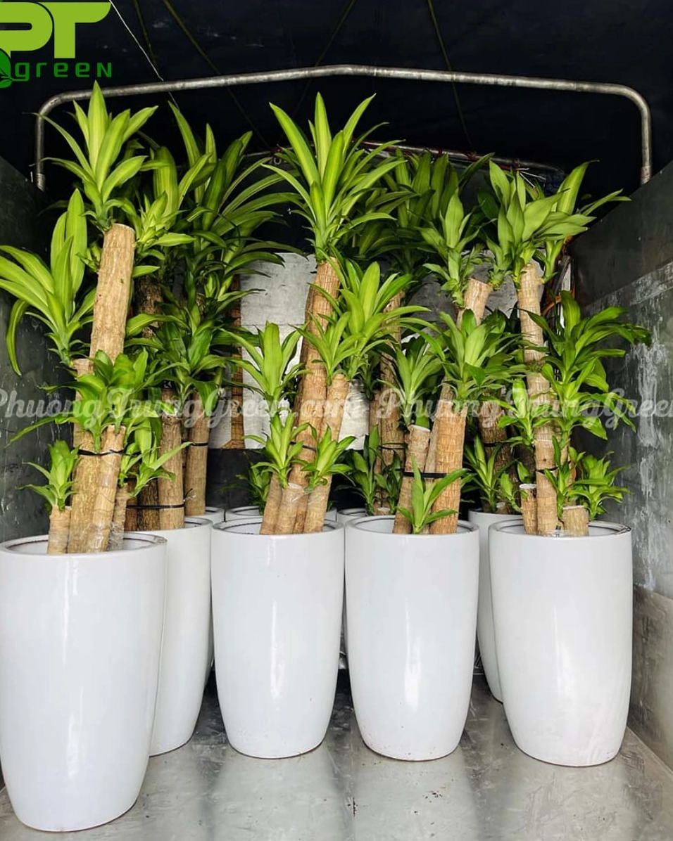 Cây Phát Tài Khúc được vận chuyển đến khách hàng với dáng cây xanh tốt và chậu gọn gàng