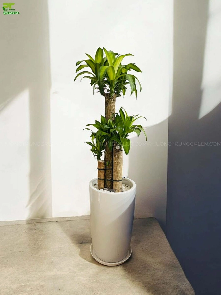 Cây Phát Tài Khúc trong chậu sứ trắng thanh lịch với lá xanh vàng tỏa đều