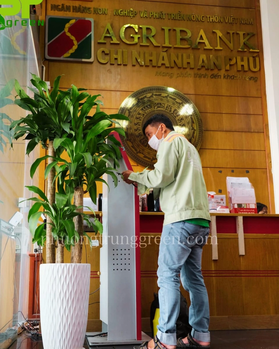 Cây Phát Tài Khúc trong dự án trang trí cây xanh tại Agribank với dáng cây trang nhã
