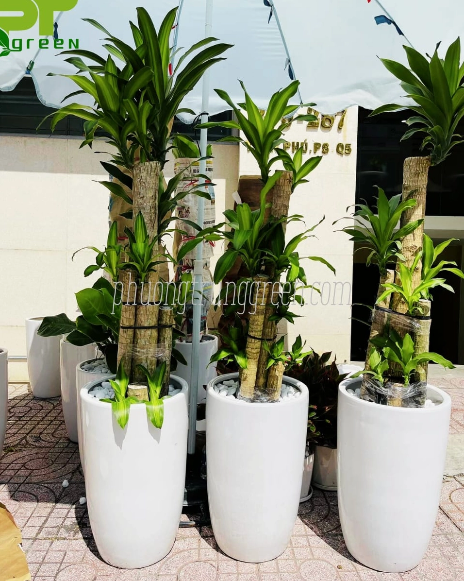 Cây Phát Tài Khúc trong quá trình vận chuyển với tán lá được giữ xanh và thẳng dáng