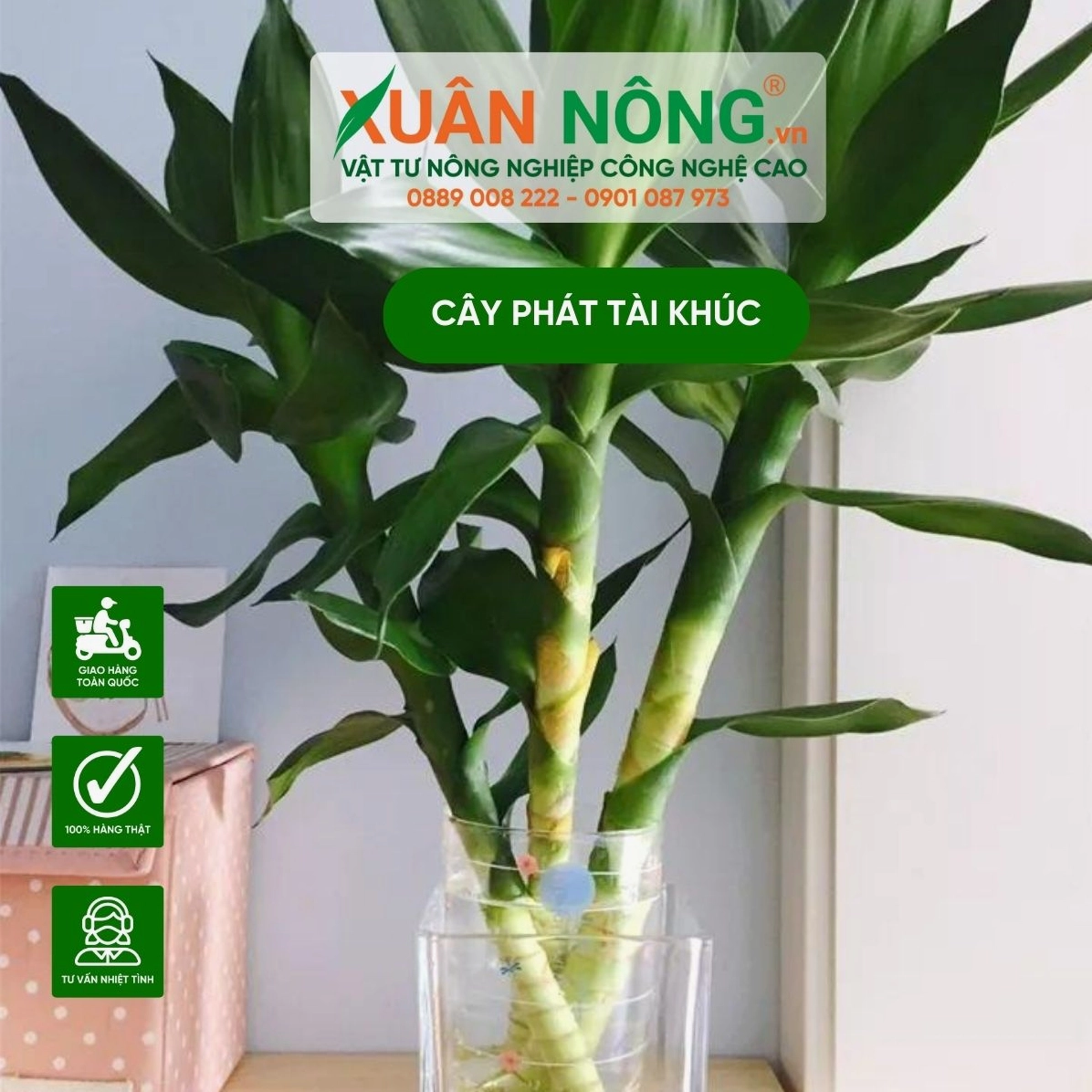 Cây phát tài khúc trồng trong nước với phần thân mọc lá xanh tươi
