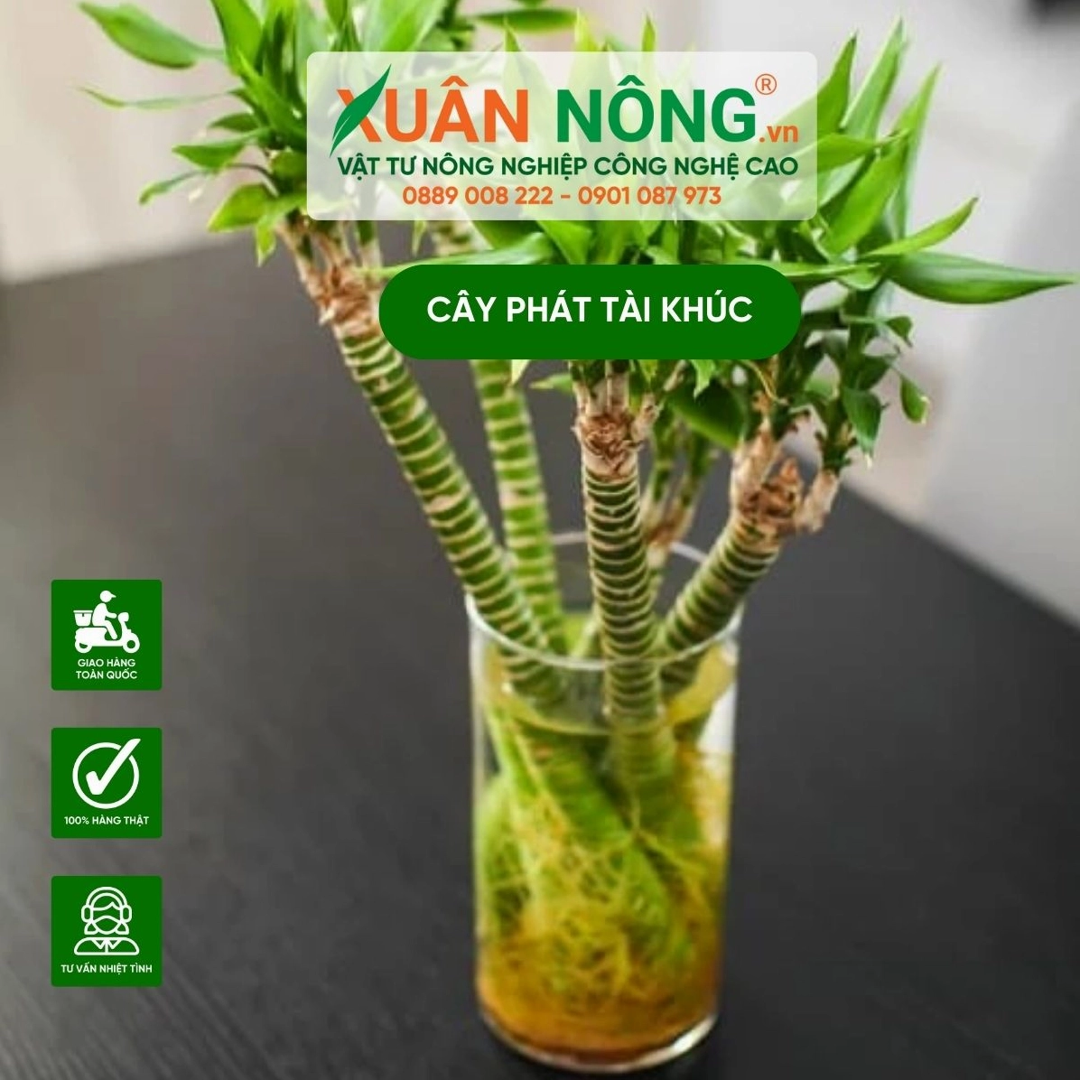 Cây Phát Tài Khúc xanh mướt với các khúc thân mọc mầm lá tươi sáng