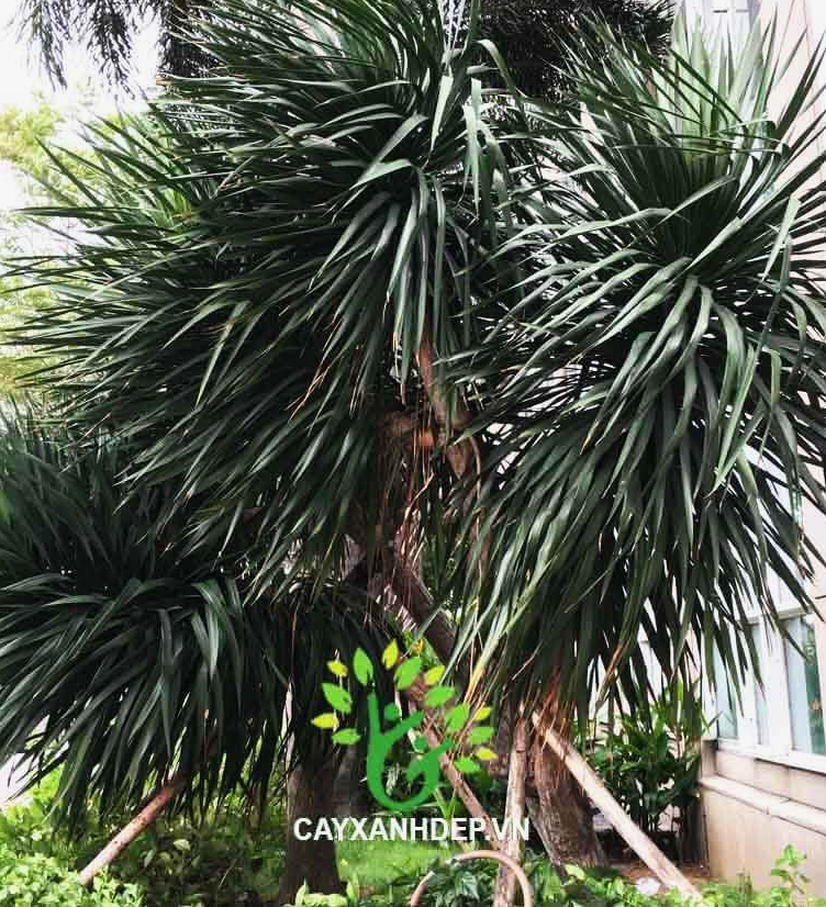 Cây Phát Tài Núi có thân khỏe và tán lá xum xuê, gợi cảm giác sung túc và xanh bền