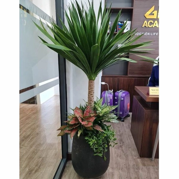 Cây phát tài núi dáng khỏe với lá xanh dài gợi ý phối cảnh cây nội thất nhiều tầng