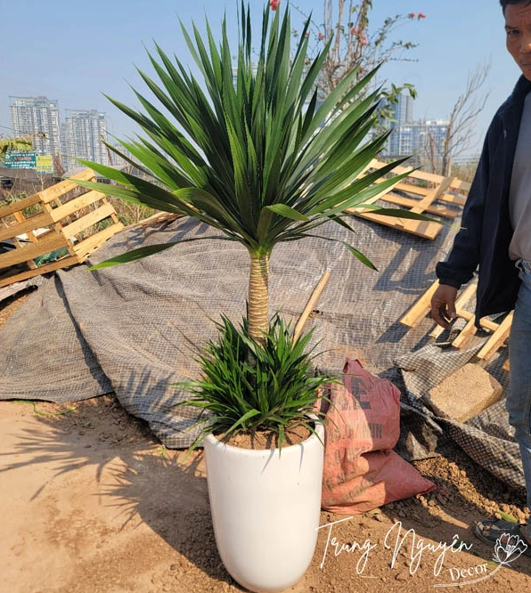 Cây Phát Tài Núi dáng vươn cao với tầng lá xanh khỏe khoắn