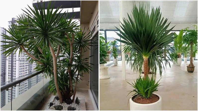Cây phát tài núi đặt trong bối cảnh phong thủy hợp mệnh và hợp tuổi