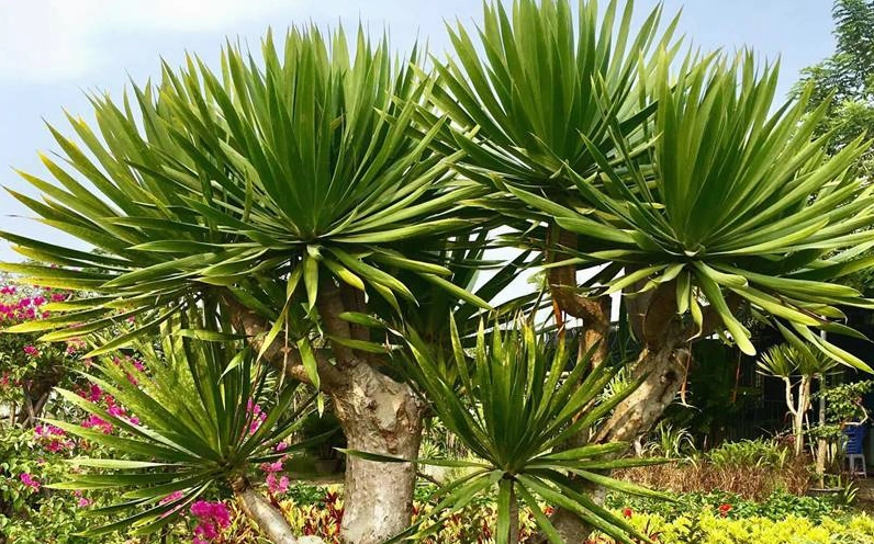 Cây phát tài núi được chăm sóc trong chậu với lá xanh khỏe và dáng vươn thẳng