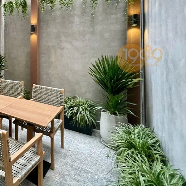 Cây phát tài núi trong chậu trang trí với lá xanh vươn cao và thân chắc