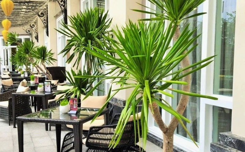 Cây phát tài núi xanh tốt thể hiện công dụng trang trí và ý nghĩa phong thủy