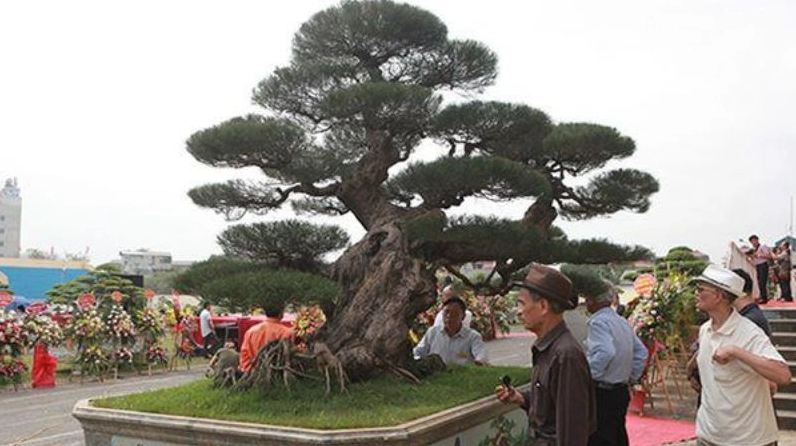 Cây Phi lao bonsai cổ thụ với thân uốn lượn và tán xanh tạo vẻ đẹp trầm mặc