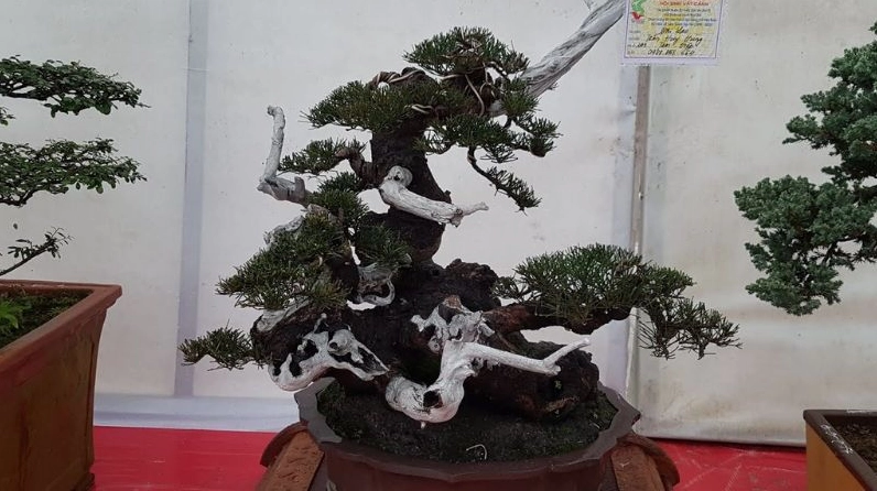 Cây Phi lao bonsai xanh mát được tạo dáng thu hút trong không gian cảnh quan nhỏ