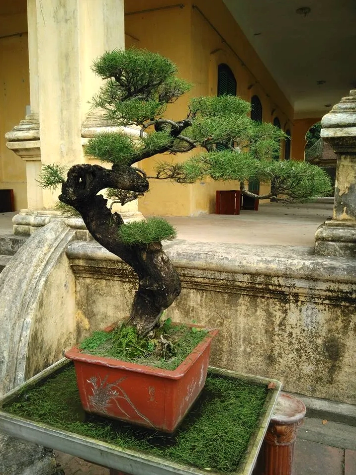 Cây Phi lao cảnh được giới thiệu trong góc nhìn hợp tuổi và hợp mệnh với sắc xanh trang nhã
