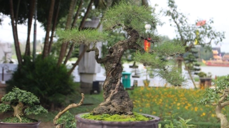 Cây Phi lao cảnh được minh họa trong nội dung tham khảo giá với dáng cây xanh khỏe