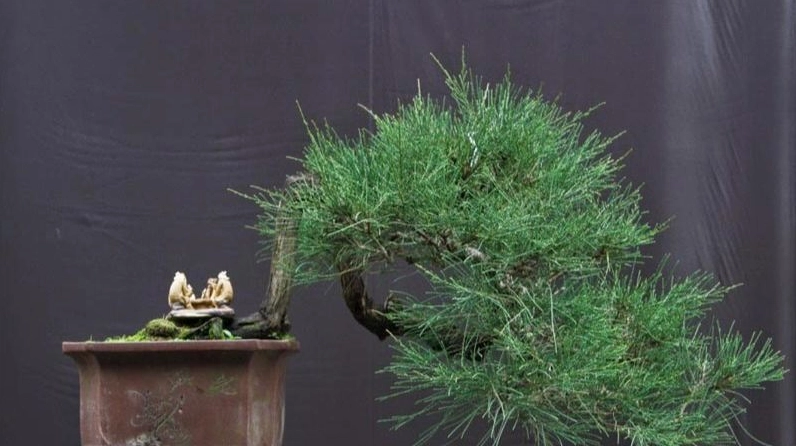 Cây Phi lao cảnh nhỏ có tán xanh thanh lịch phù hợp với không gian trong nhà
