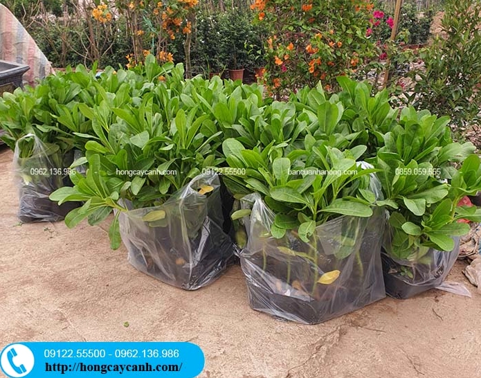 Cây Phong Ba được trồng trong viền nền cảnh quan với lá xanh tươi và bố cục gọn gàng