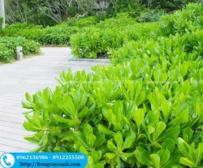 Cây Phong Ba trồng viền tại khu du lịch ven biển tạo dải xanh nổi bật trong không gian nghỉ dưỡng