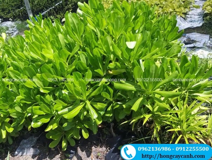 Cây Phong Ba xanh khỏe được trồng tại Hà Nội với tán lá gọn và dáng cây nổi bật trong cảnh quan