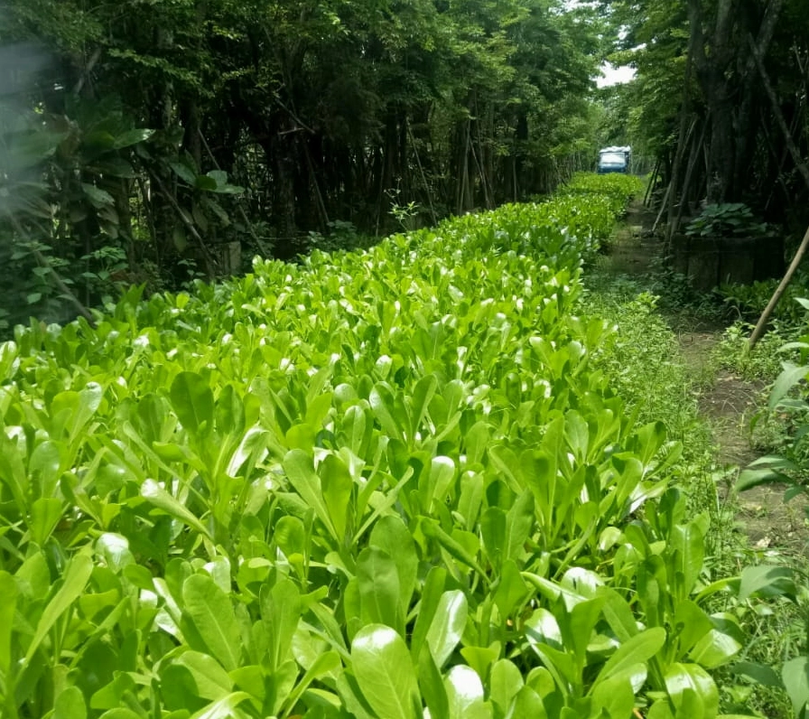 Cây Phong Ba xanh tươi với dáng cây gọn đẹp thích hợp trồng sân vườn và không gian mở