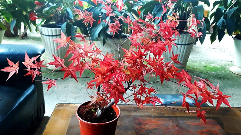 Cây phong lá đỏ non được trồng trong điều kiện chăm sóc phù hợp với tán lá đang phát triển