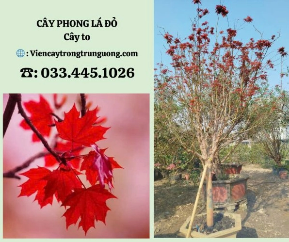 Cây phong lá đỏ với dáng cây xanh đỏ hài hòa thích hợp tham khảo khi trồng cảnh quan