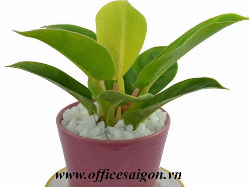 Cây phong thủy Đế Vương Xanh được chụp cận cảnh với sắc lá xanh đậm nổi bật trên nền sáng