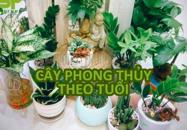 Cây phong thủy theo tuổi với sắc lá xanh biểu trưng cho sinh khí và sự cân bằng